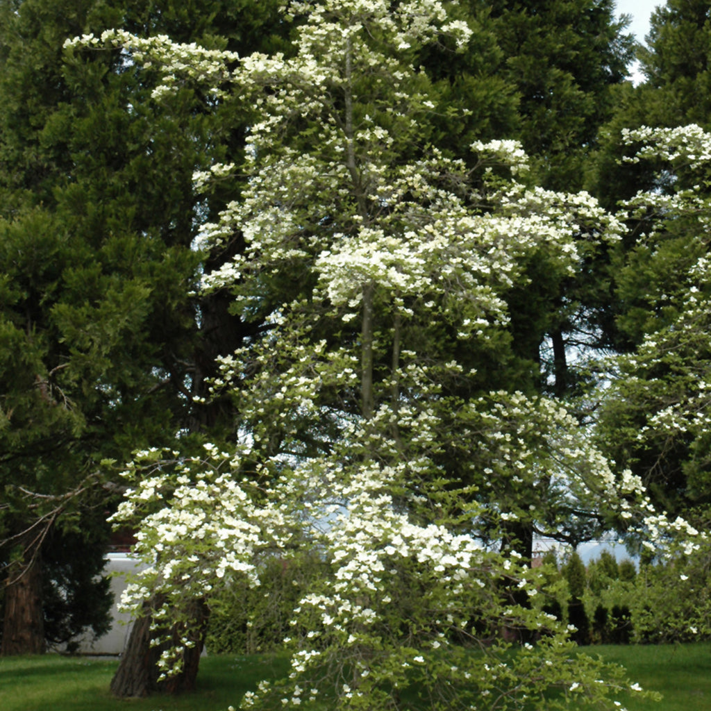 Eddie's White Wonder Dogwood