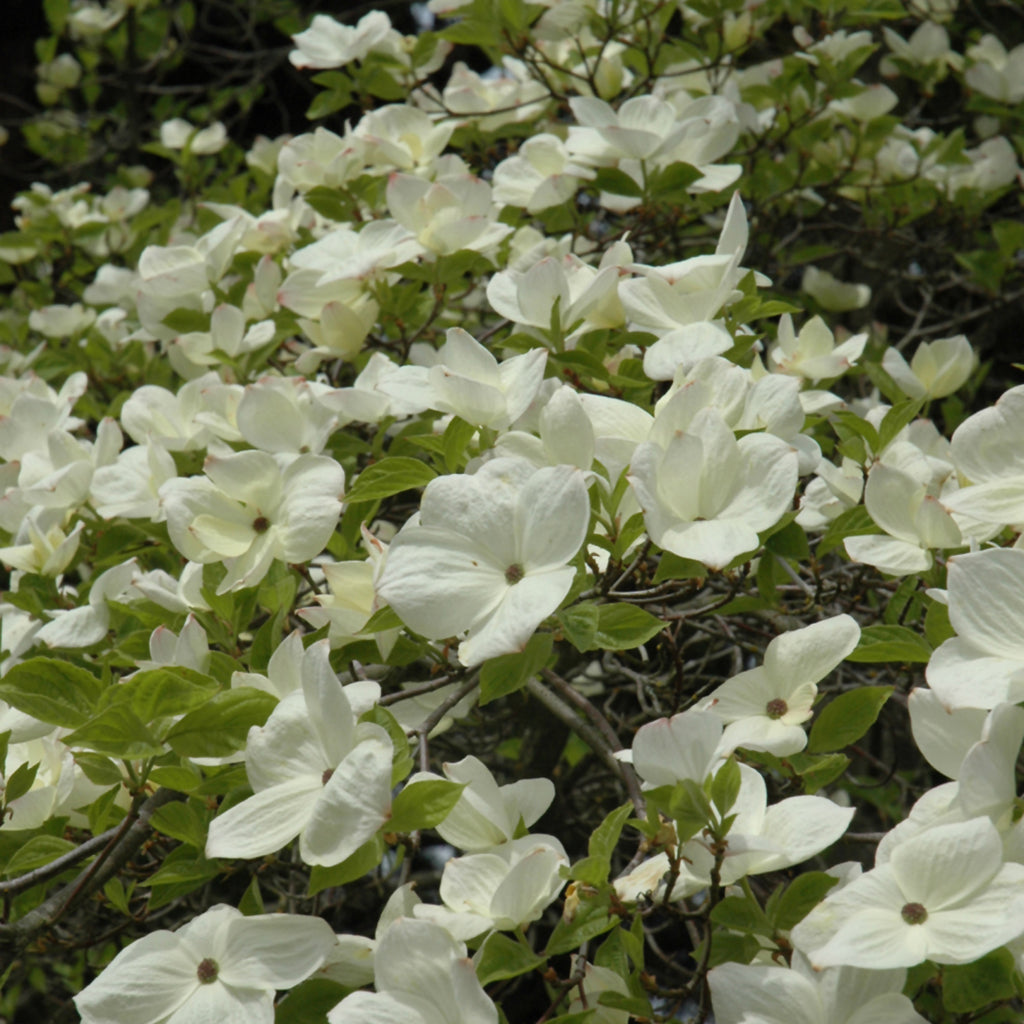 Eddie's White Wonder Dogwood