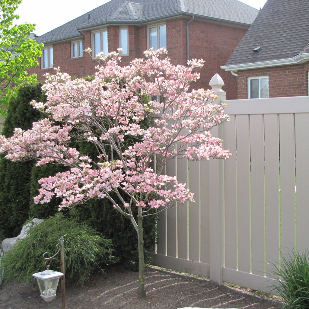 Satomi Kousa Dogwood