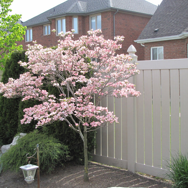 Satomi Kousa Dogwood - Sheridan Nurseries