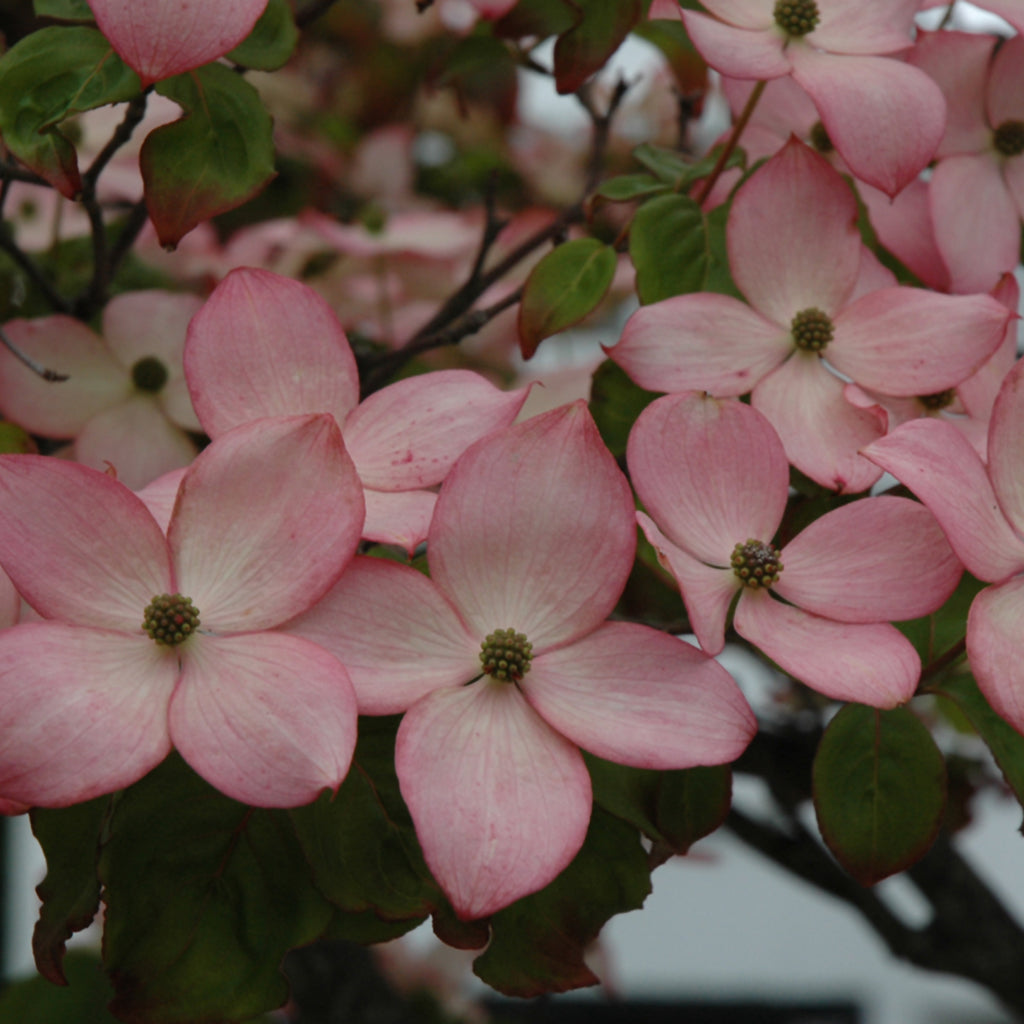 Satomi Kousa Dogwood