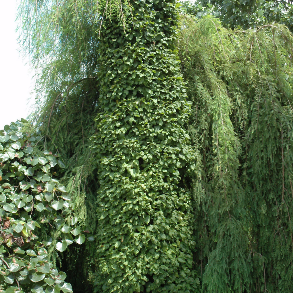 Dwarf European Hornbeam