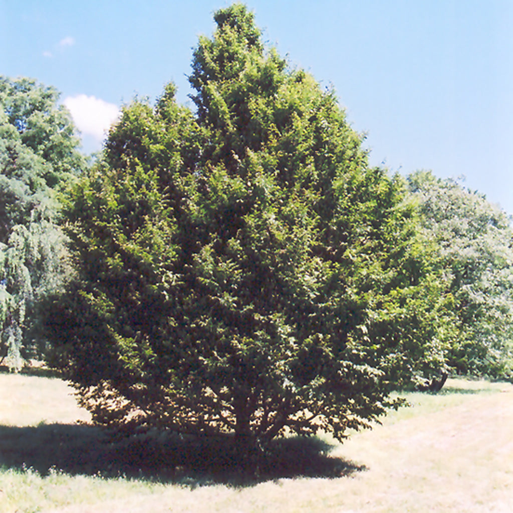 American Hornbeam