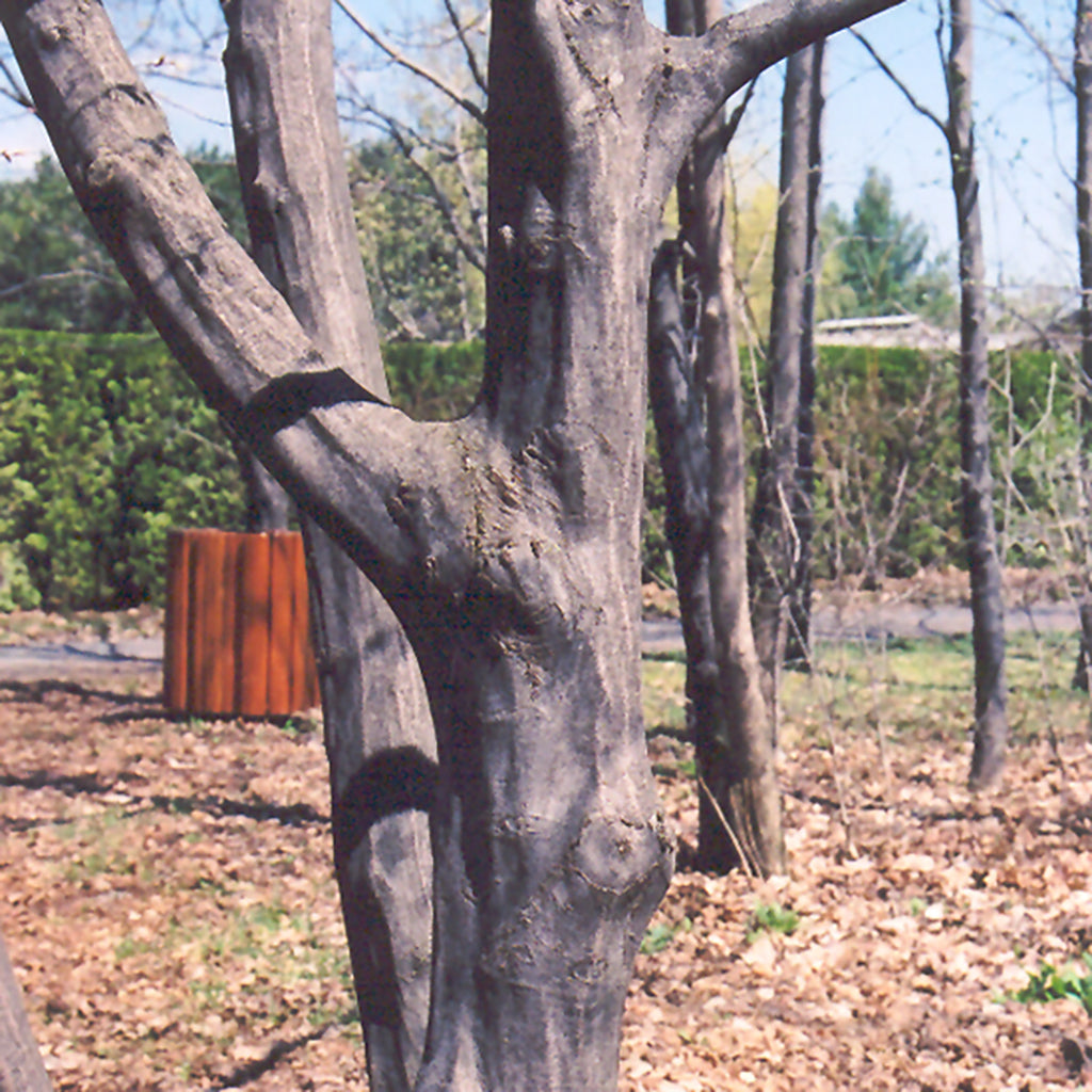 American Hornbeam
