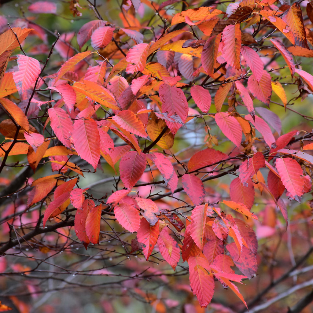 American Hornbeam