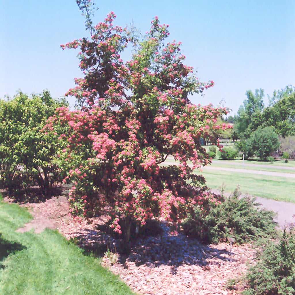 Crimson Cloud English Hawthorn