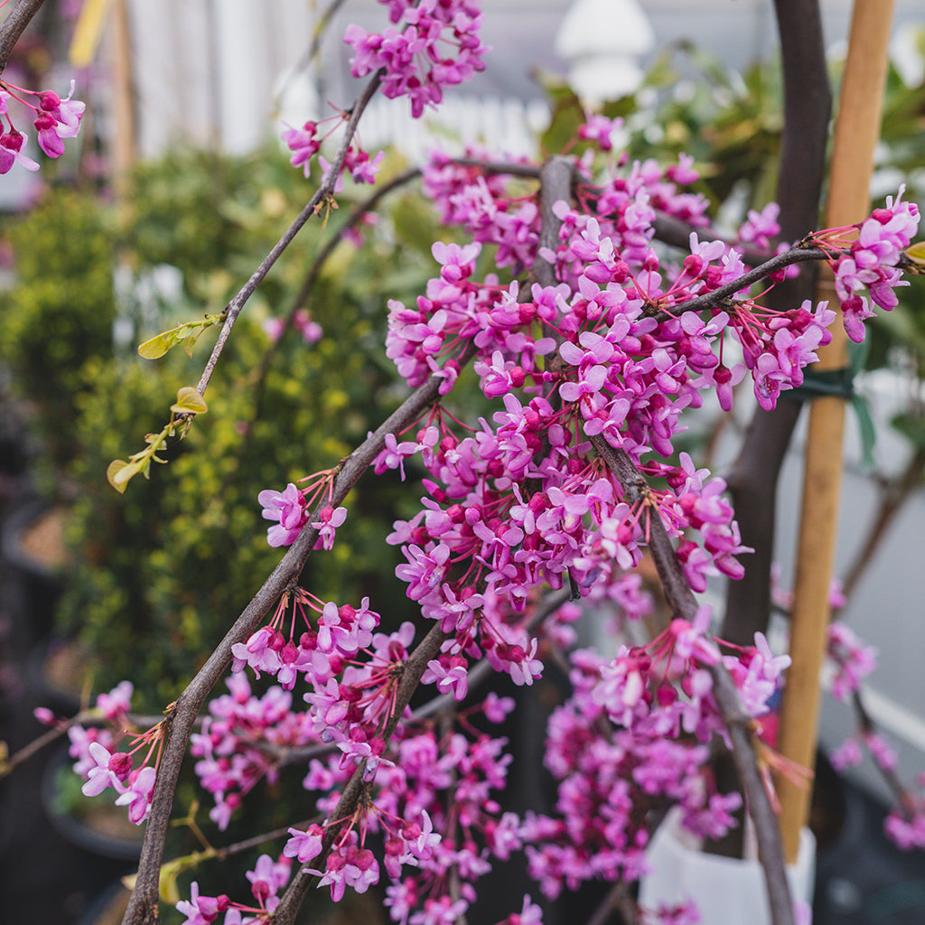 Lavender® Twist Eastern Redbud (Weeping)