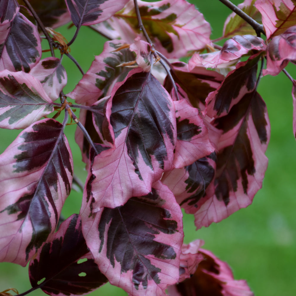 Tricolor Beech