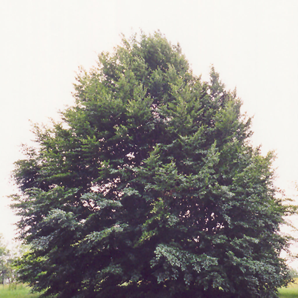 European Beech