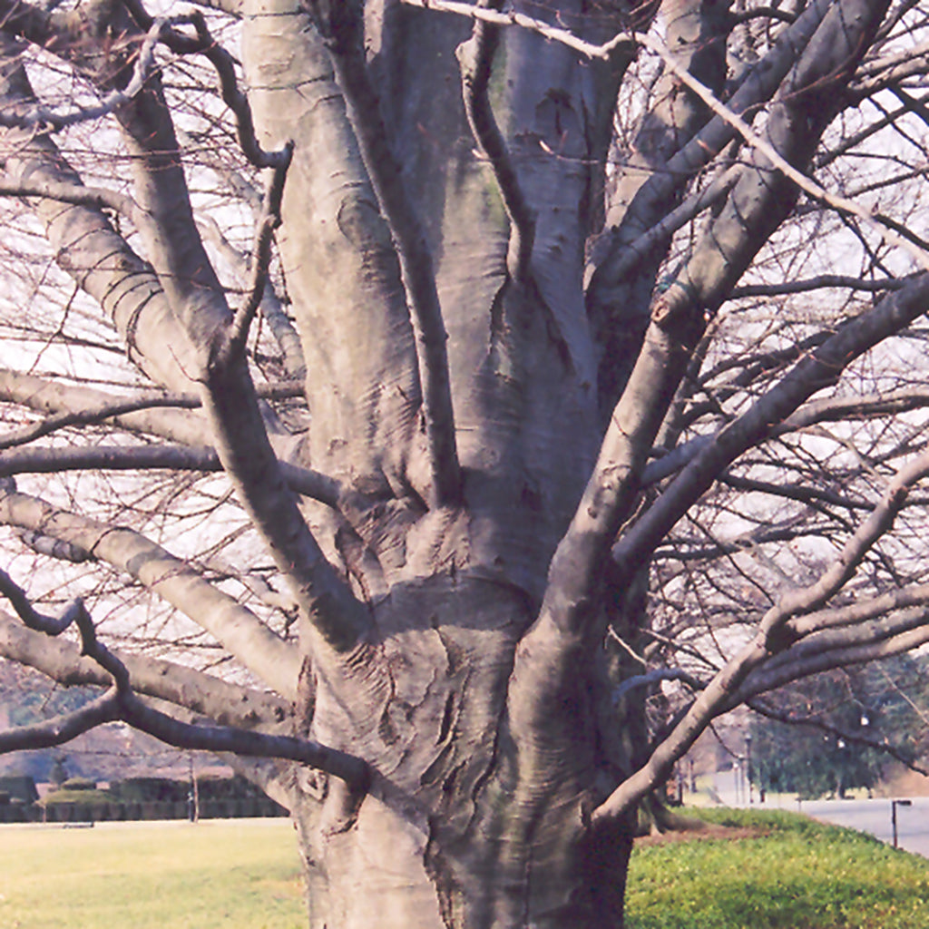 European Beech