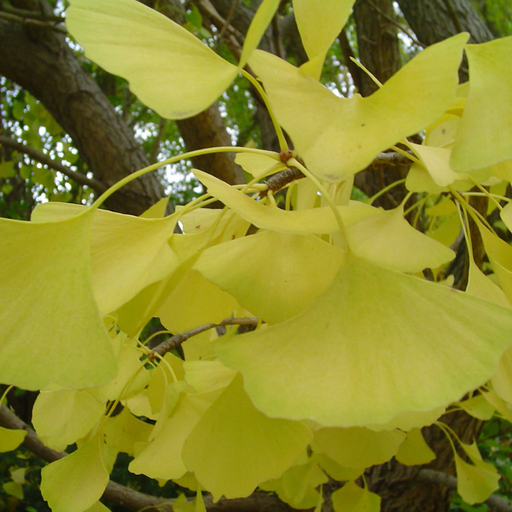 Autumn Gold Ginkgo Tree
