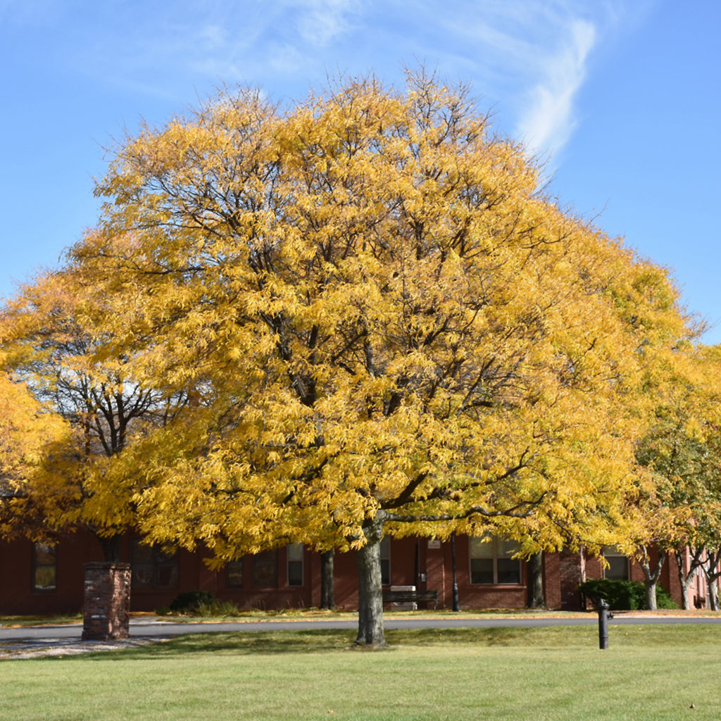Shademaster Thornless Common Honeylocust