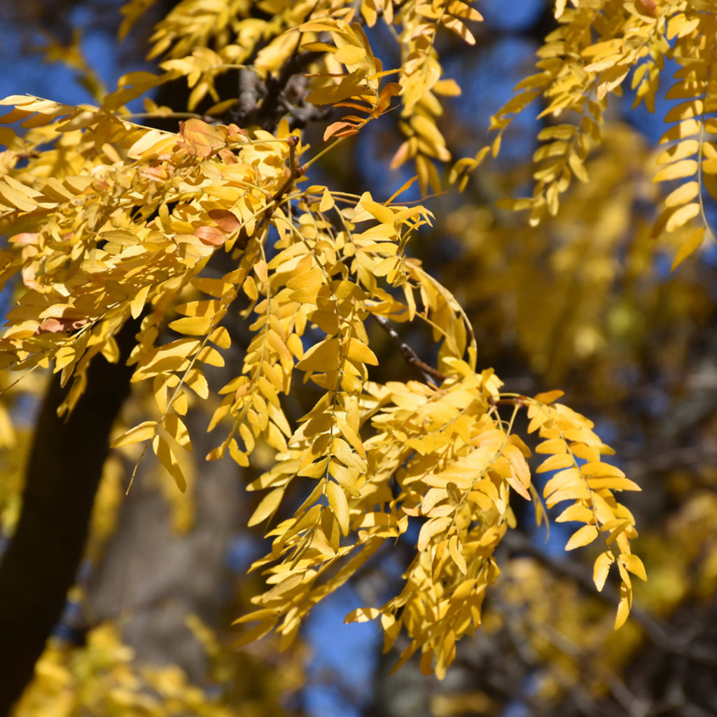 Shademaster Thornless Common Honeylocust