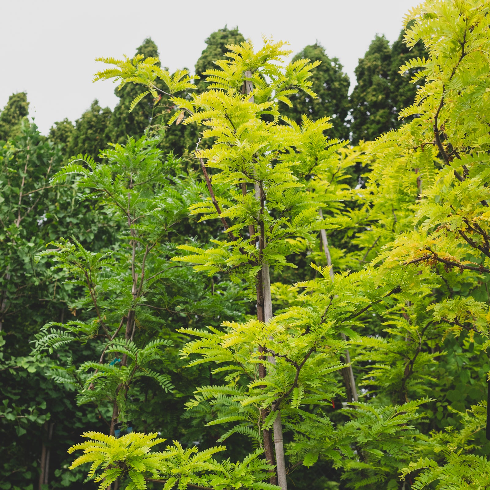 Sunburst Thornless Common Honeylocust
