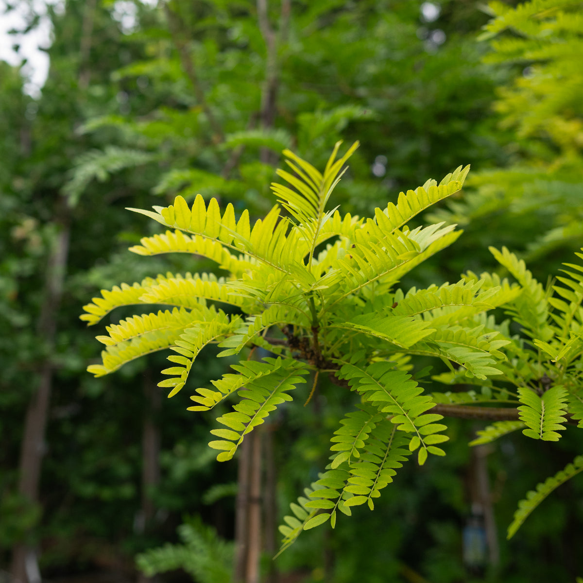 Sunburst Thornless Common Honeylocust