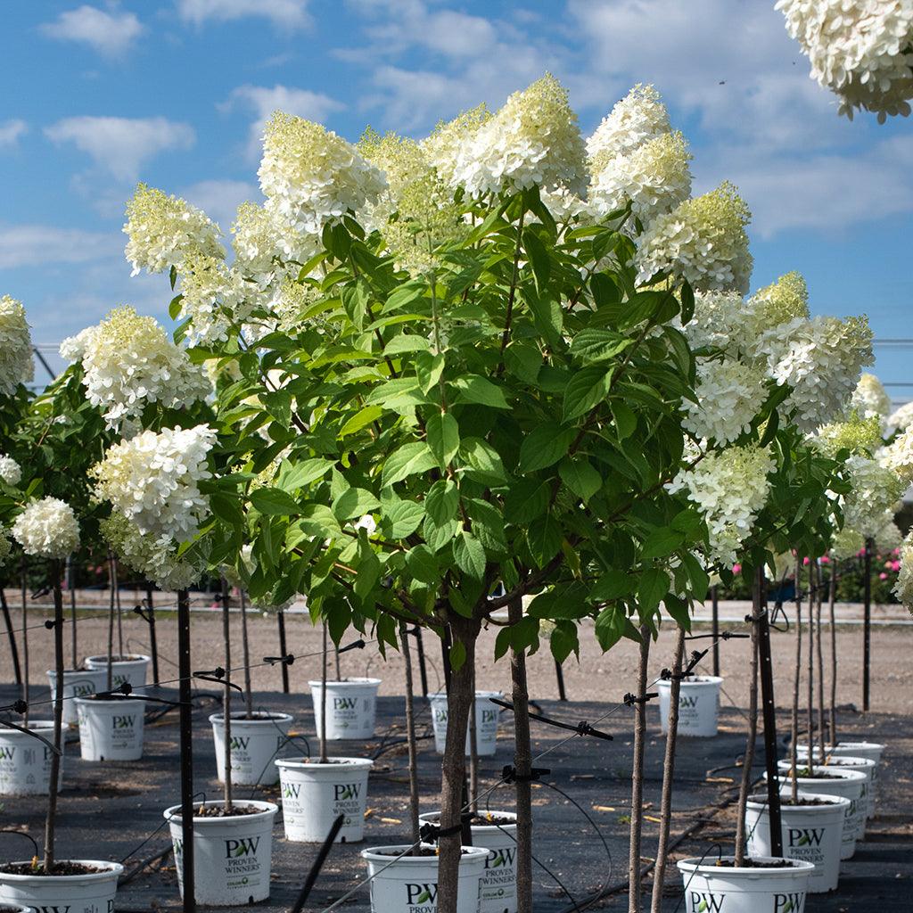 Limelight Panicle Hydrangea PW® (Standard)