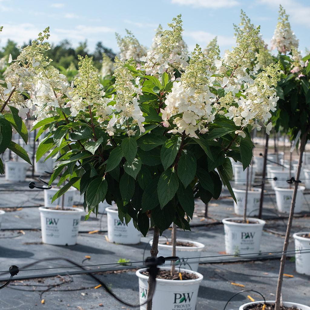 Pinky Winky® Panicle Hydrangea (Standard)