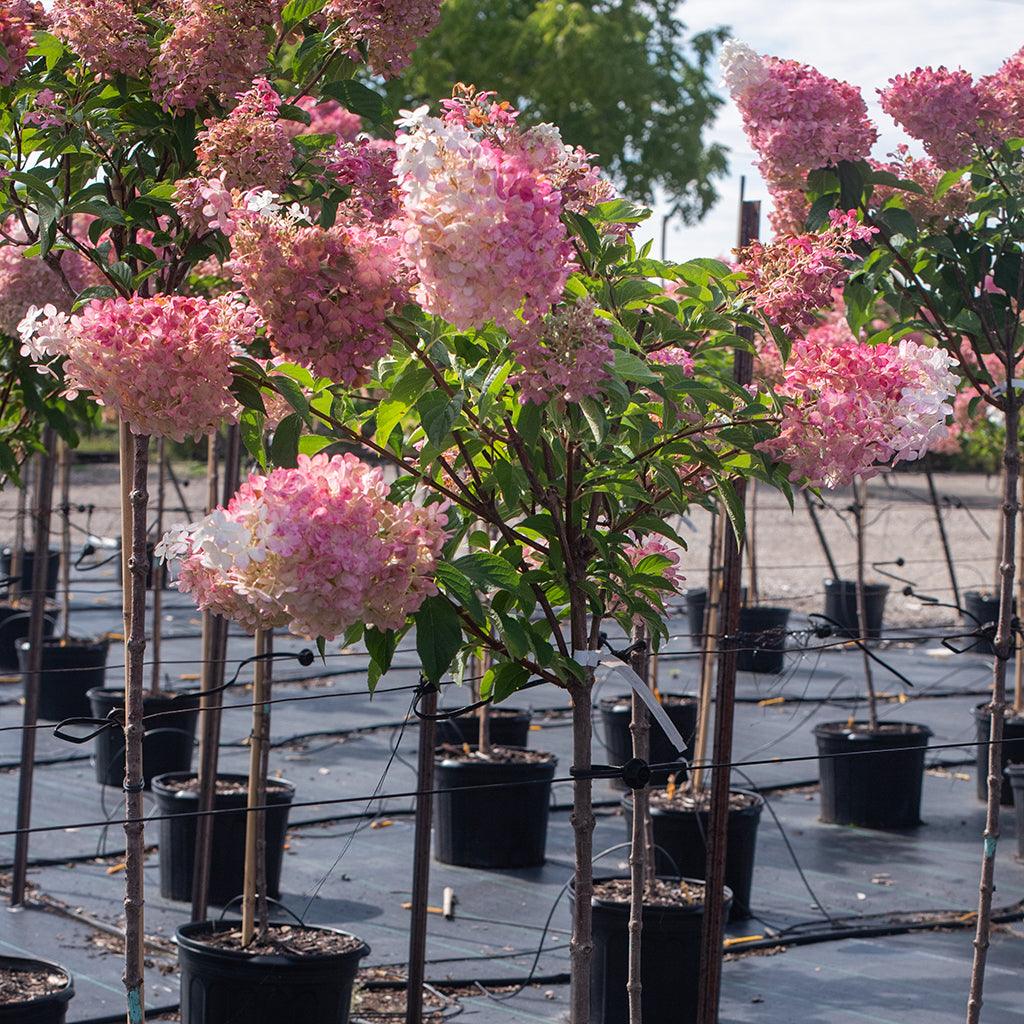  Ideal in full sun locations, this plant is perfect for small-space gardening, cut flower gardens, or as a specimen plant.