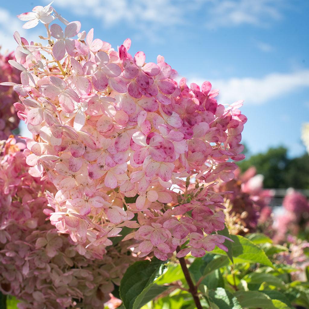 Hydrangea Trees - Sheridan Nurseries Online