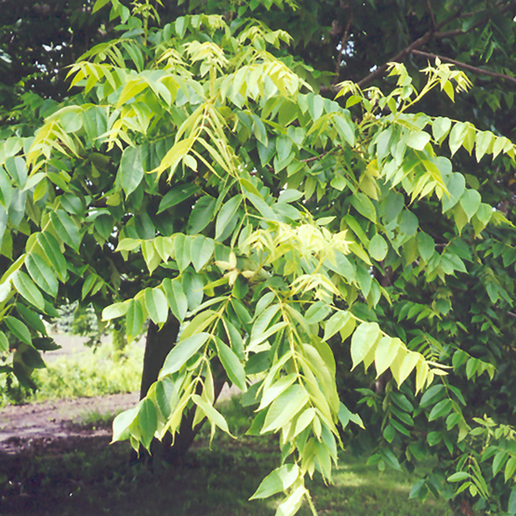 White Walnut