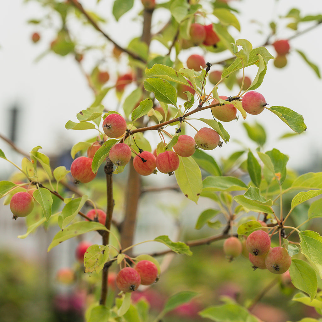 Dolgo Crabapple  # 7 Container
