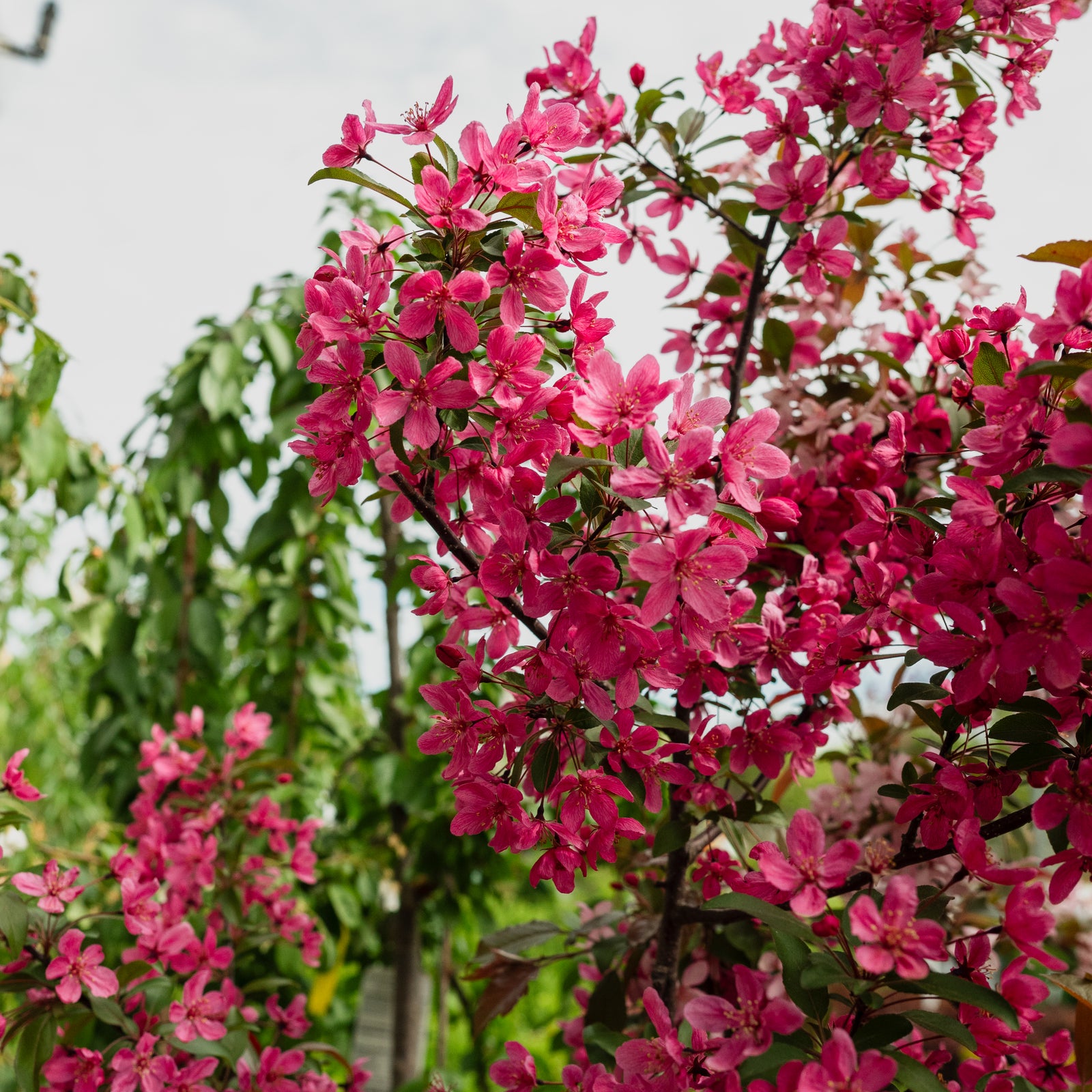 Prairiefire Crabapple  # 7 Container