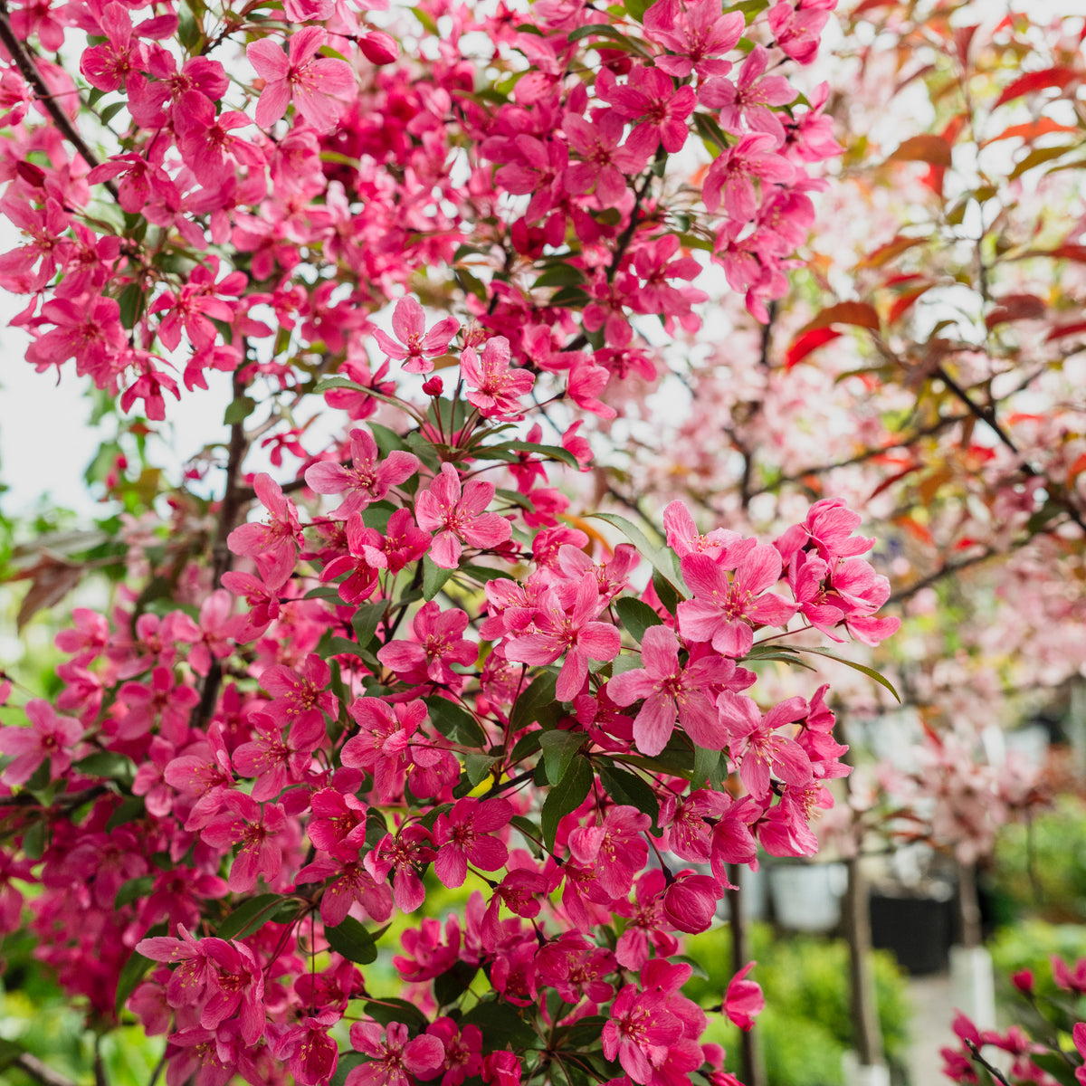 Prairiefire Crabapple  # 7 Container