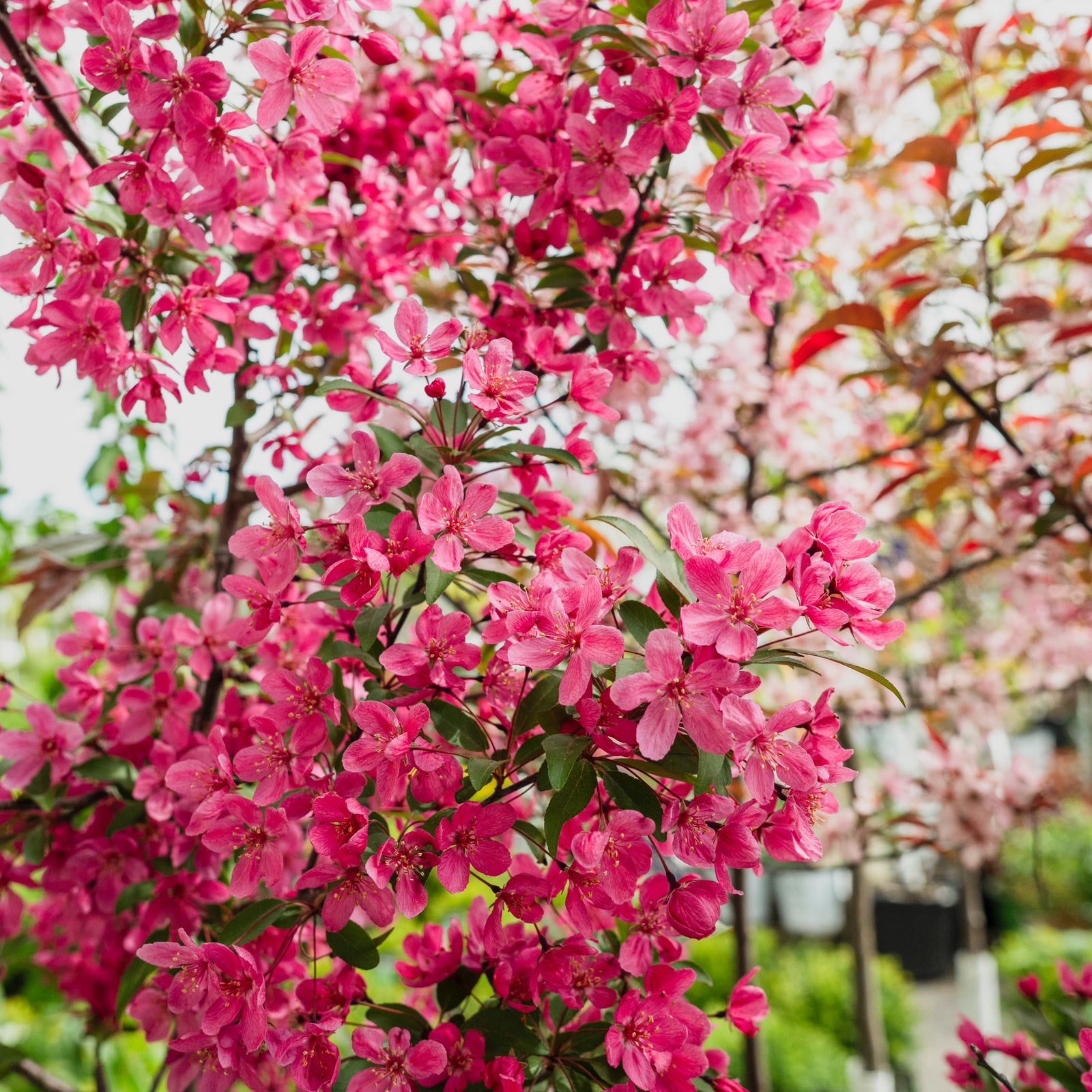 Prairiefire Crabapple  # 7 Container
