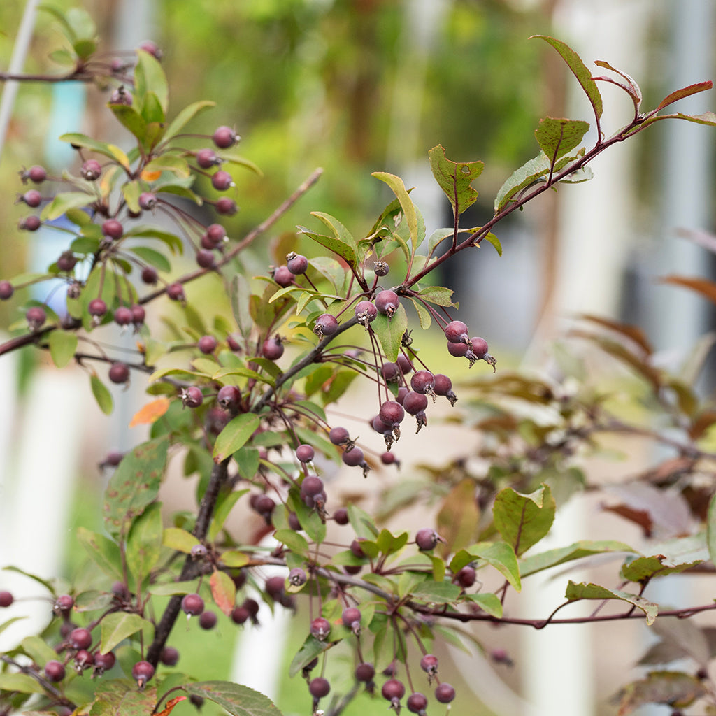 Prairiefire Crabapple  # 7 Container