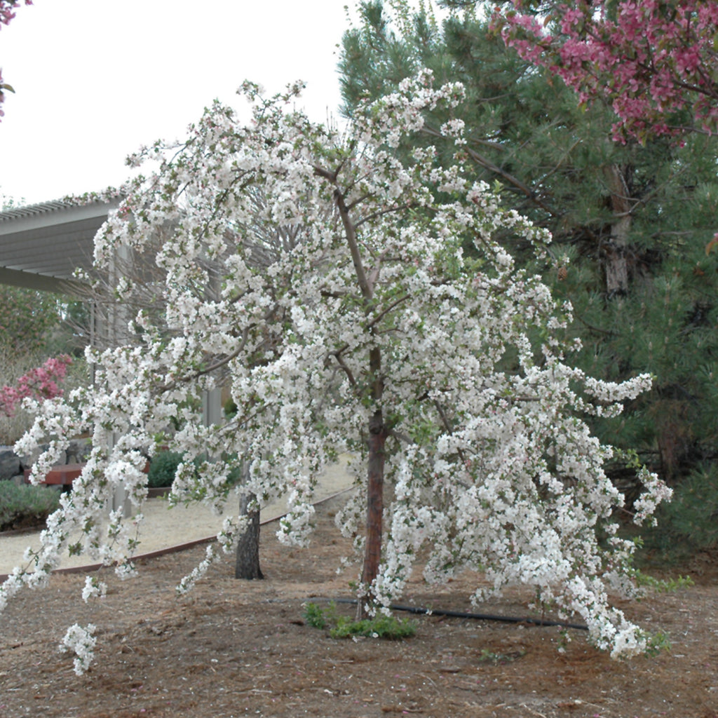 Red Jade Crabapple