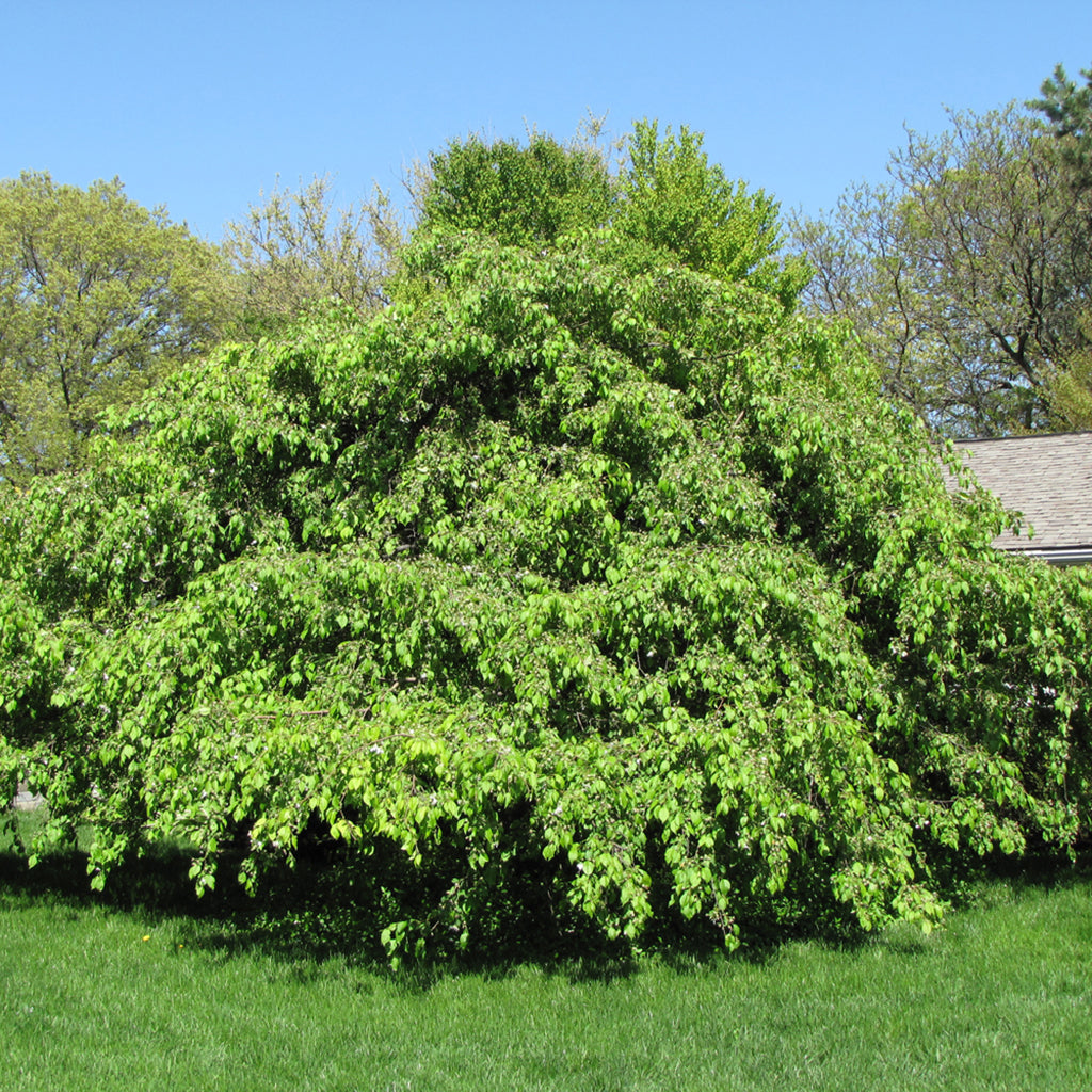 Red Jade Crabapple