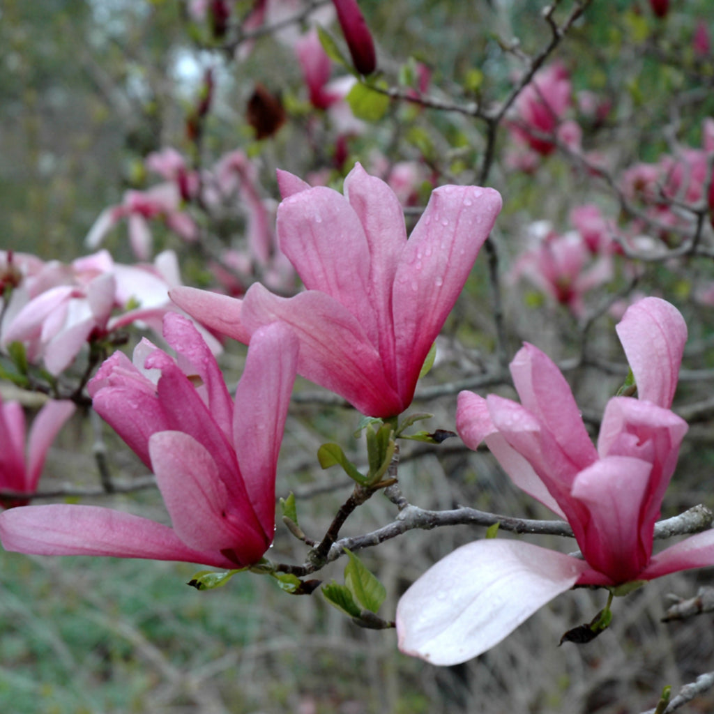 Galaxy Magnolia