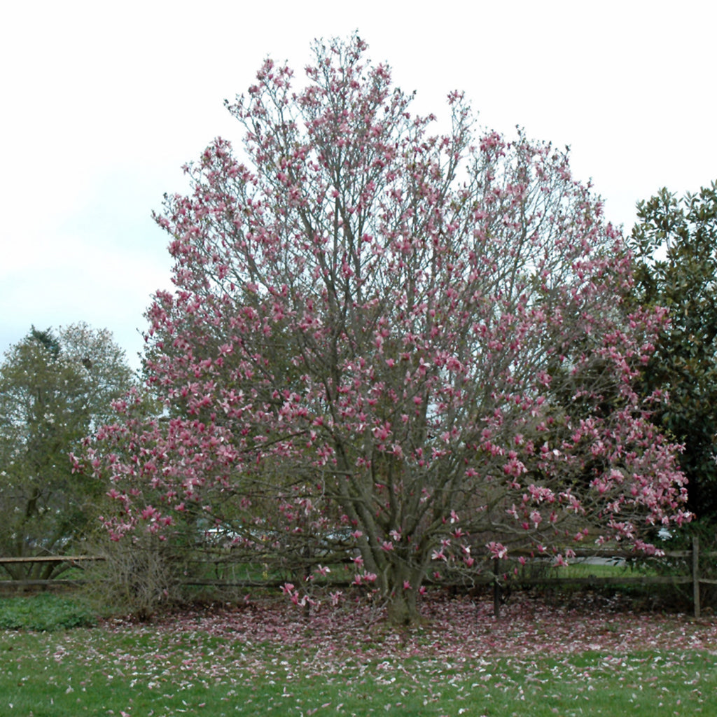 Galaxy Magnolia