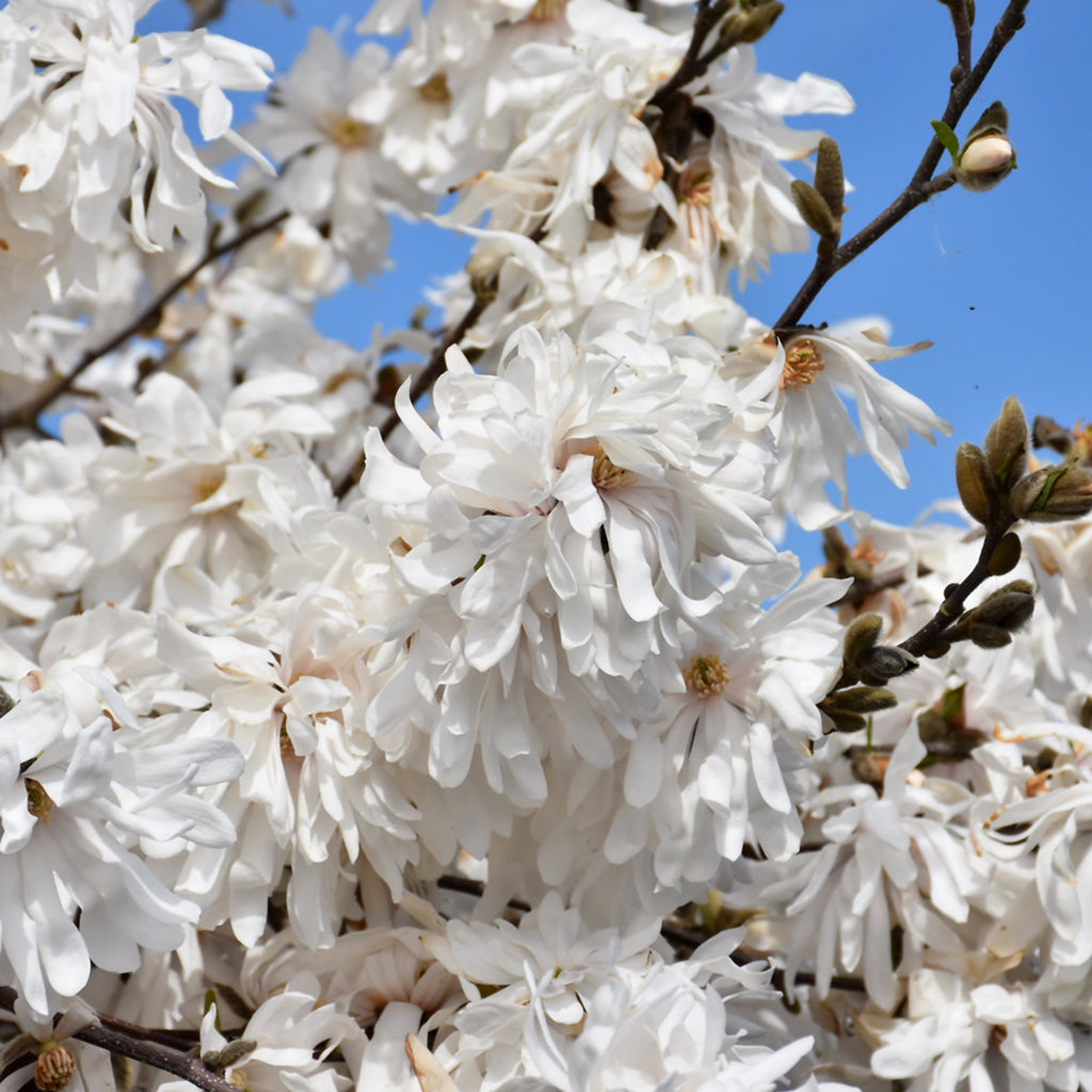 Royal Star Star Magnolia (Tree)
