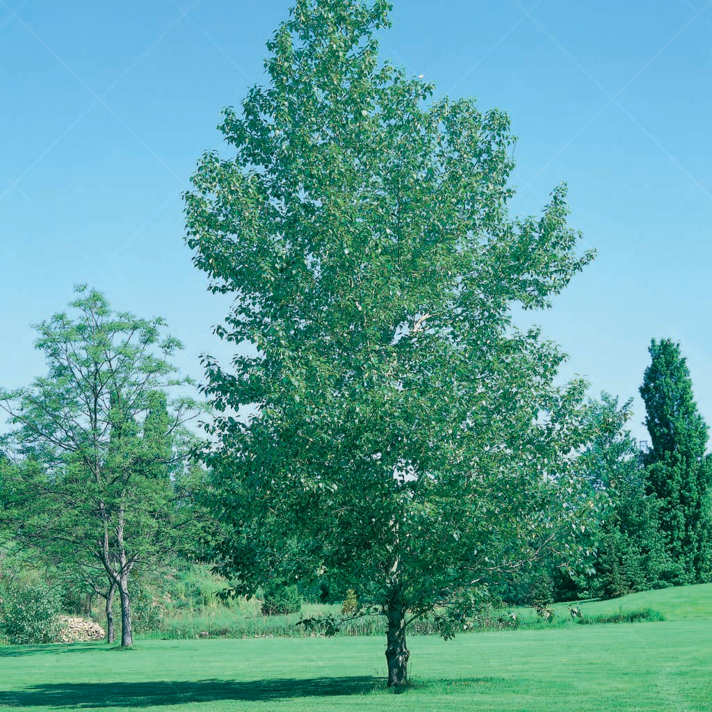 Immerse yourself in the delightful fragrance of the Balsam Poplar (Populus balsamifera), a hardy native tree cherished for its straight trunk, shiny oval leaves, and distinctive balsam-scented buds. With its graceful form and fragrant blooms, this versatile tree serves as a charming windscreen, privacy barrier, or standout specimen in any landscape.