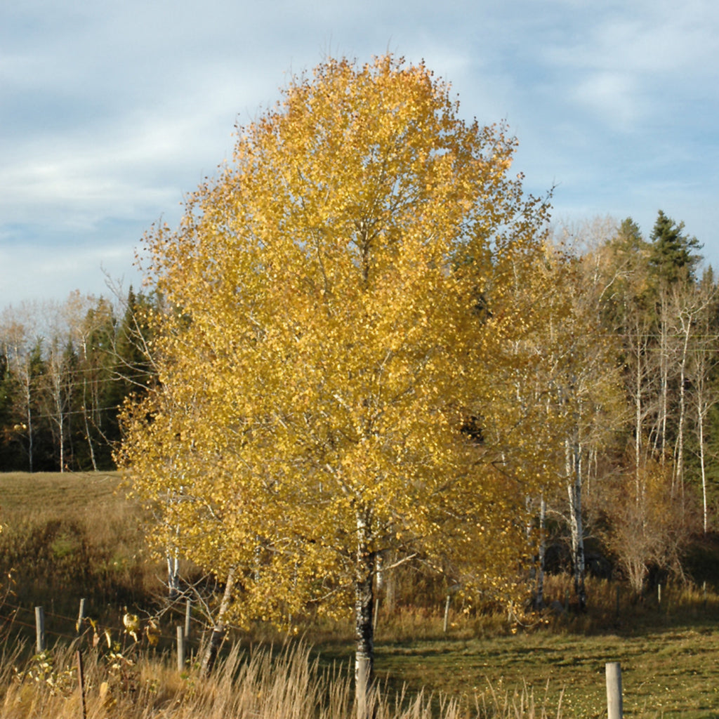 Trembling or Quaking Aspen