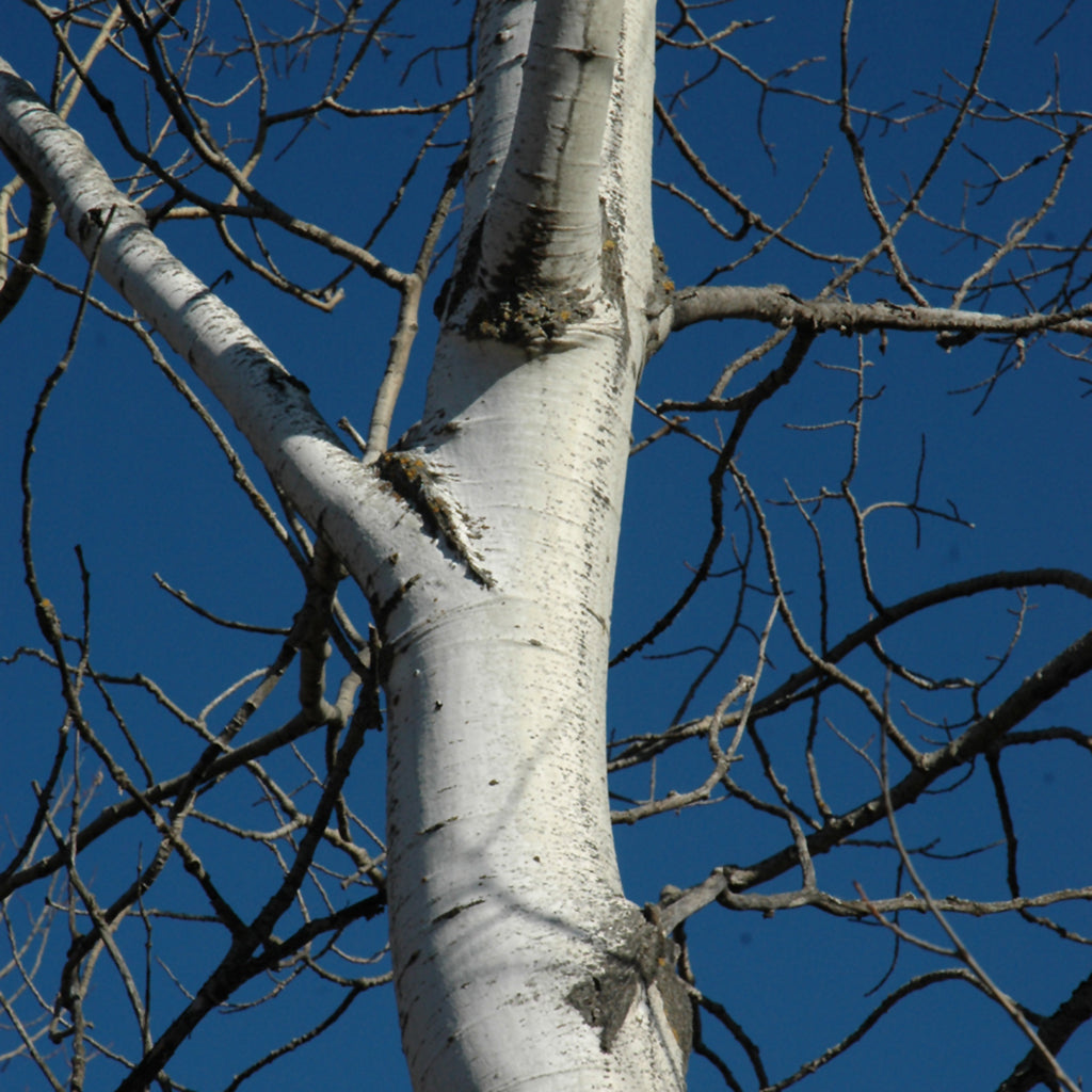 Trembling or Quaking Aspen