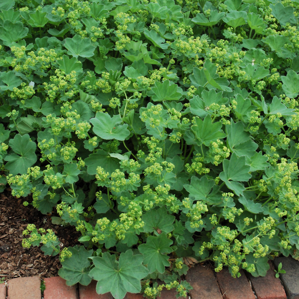 Thriller Lady's Mantle