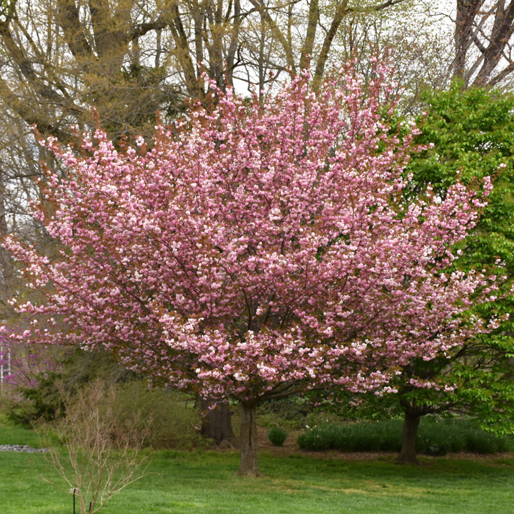 Kwanzan Japanese Flowering Cherry Tree