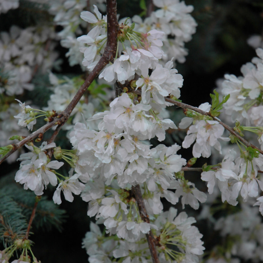 Snow Fountains® Weeping Higan Cherry Tree