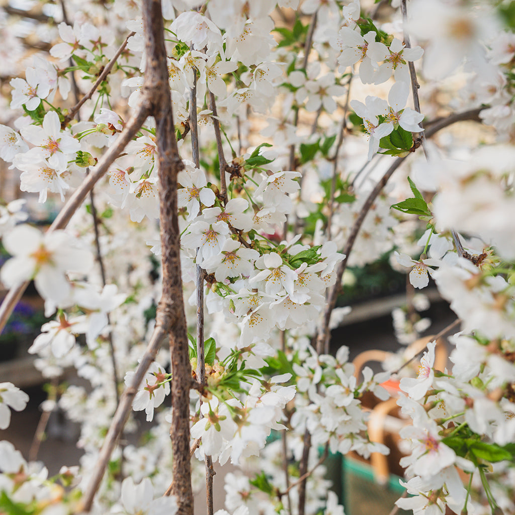 Akebono Yoshino Cherry Tree