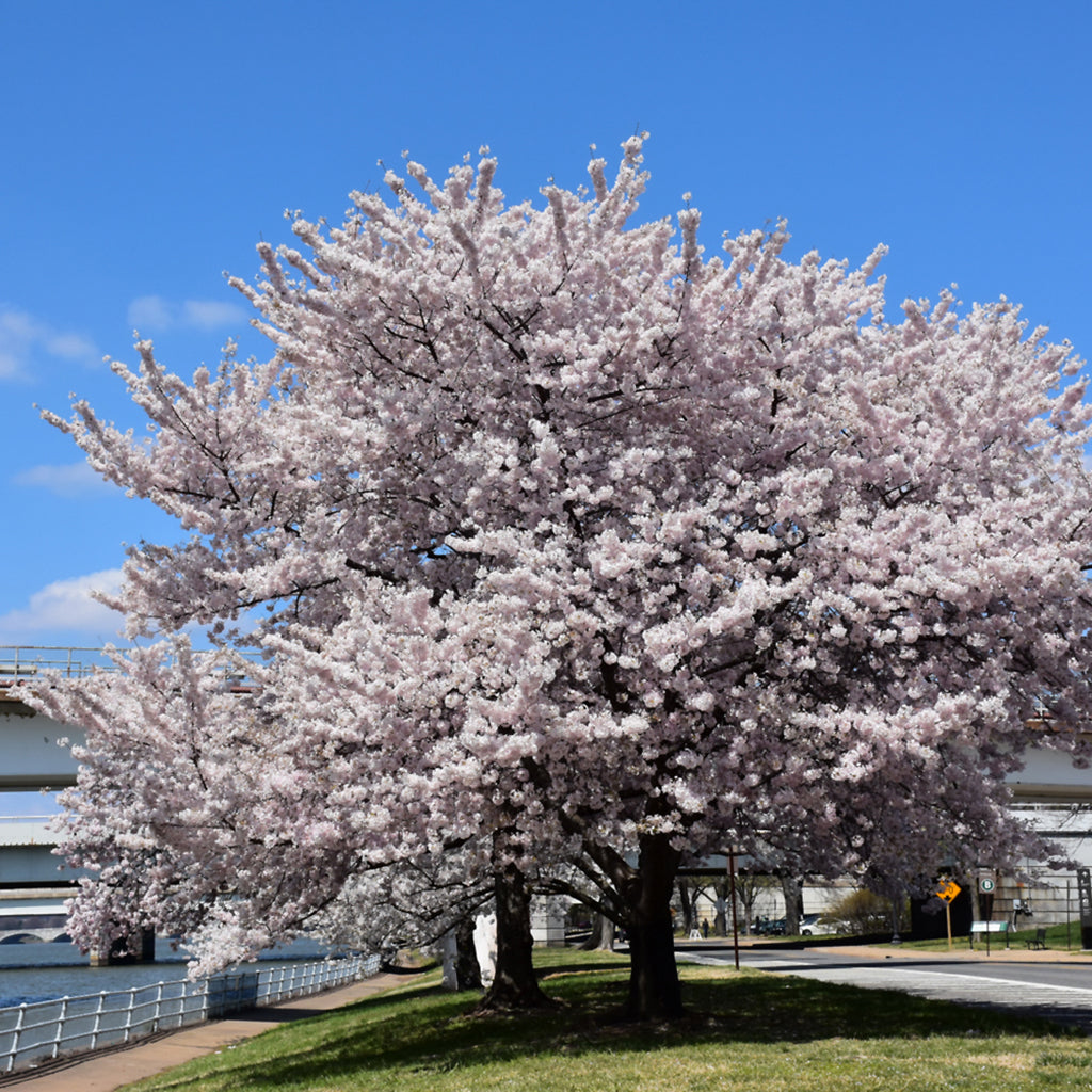 Akebono Yoshino Cherry Tree