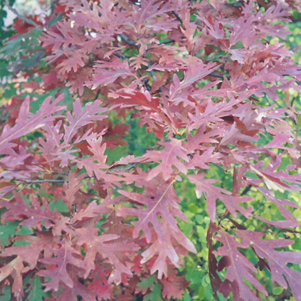 White Oak