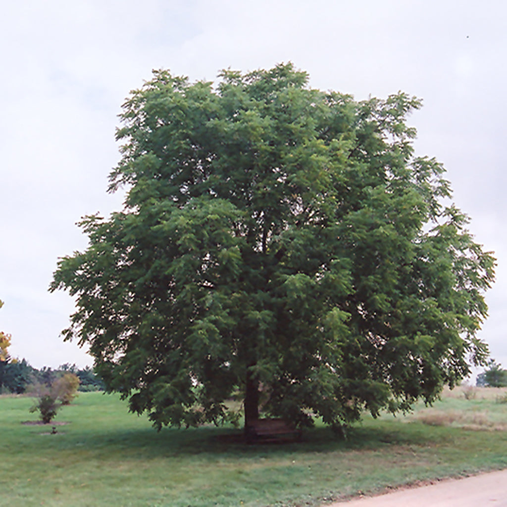 Black Walnut