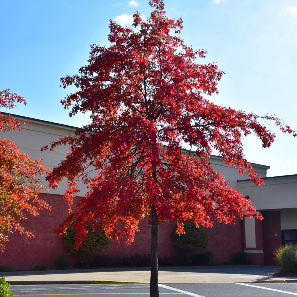 Pin Oak