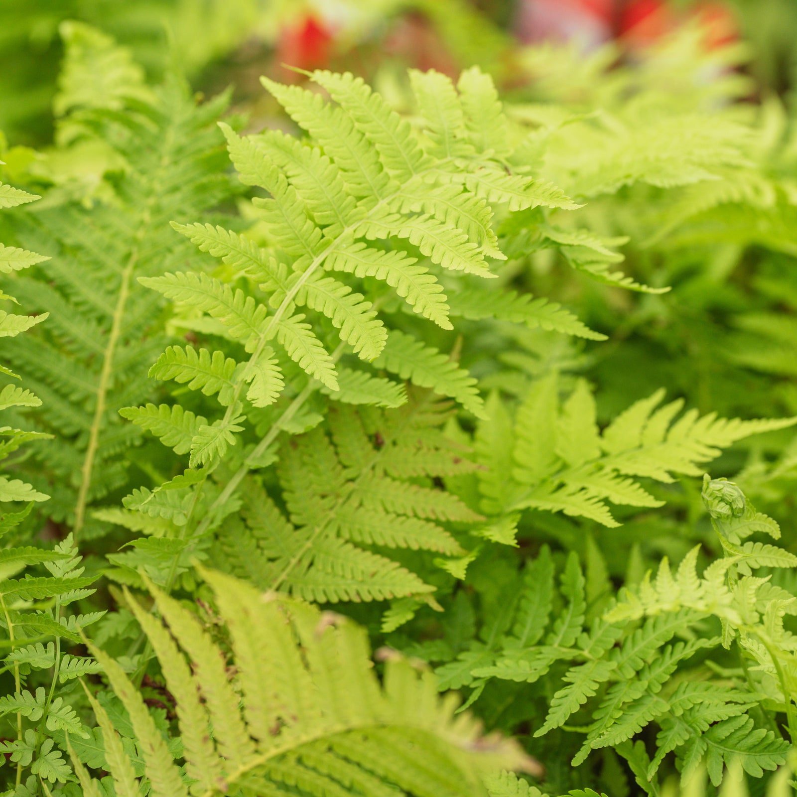 Ostrich Fern