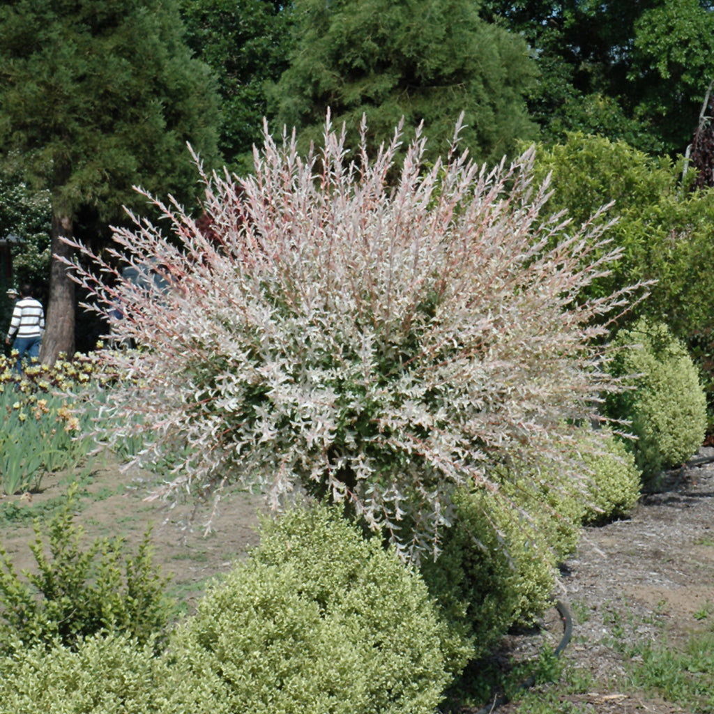 Dappled Willow Tree (Standard)