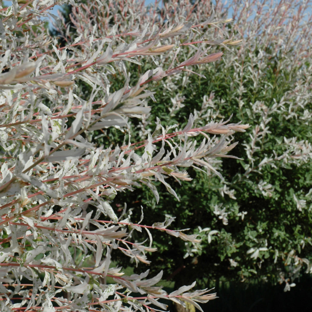 Dappled Willow Tree (Standard)