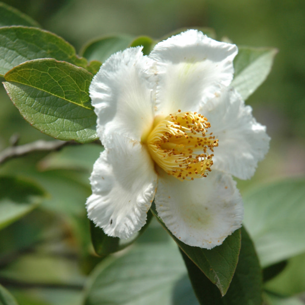 Japanese Stewartia