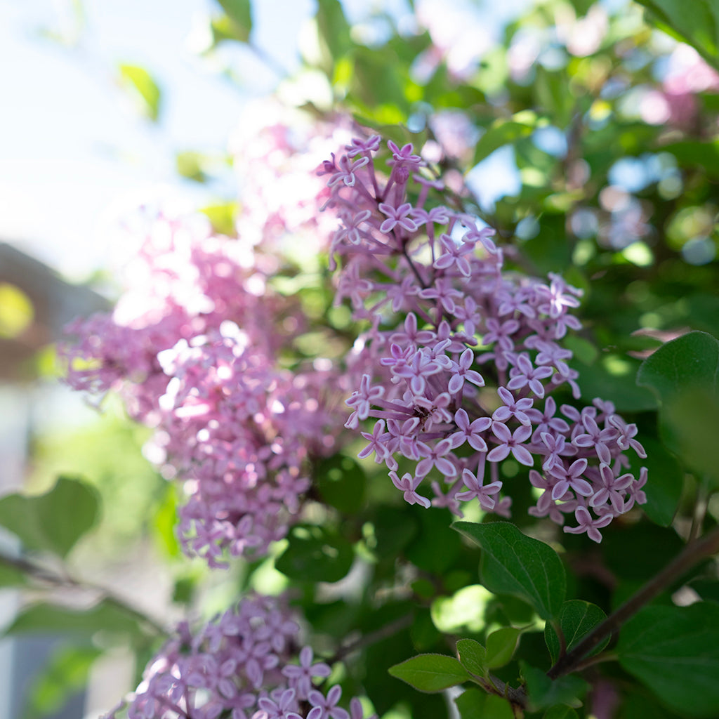 Tinkerbelle® Fairytale® Lilac (Standard)